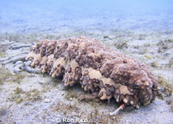 Sea Slug doing his thing...eating and pooping.

Dr. Ono... by Ron Rico 